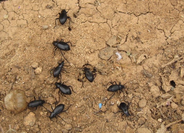 Darkling Beetles